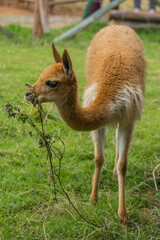 Vicuna, Vicuña, wild animal from the andes (Lama vicugna)  South American camelids