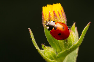 Macro shots, Beautiful nature scene.  Beautiful ladybug on leaf defocused background
