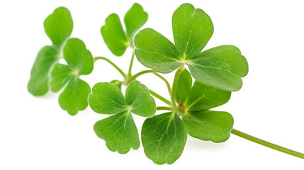 Close-up clover-shaped green leaf of Oxalis corniculata or creeping woodsorrel plant . isolated on a white background