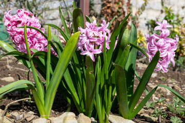 Close up of pink  hyacinth (hyacinthus orientalis) flowers in bloom