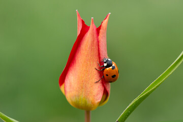 Macro shots, Beautiful nature scene.  Beautiful ladybug on leaf defocused background