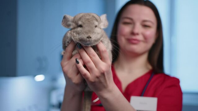 professional female veterinarian with a stethoscope on the neck gently holds chinchilla in hands and shows an animal to the camera, smiling a wide smile. High quality 4k footage