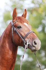  Headshot of a purebred horse against natural background at rural ranch on horse show summertime outddors