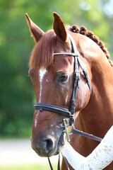 Fototapeta premium Headshot of a purebred horse against natural background at rural ranch on horse show summertime outddors