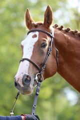  Headshot of a purebred horse against natural background at rural ranch on horse show summertime...