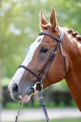  Headshot of a purebred horse against natural background at rural ranch on horse show summertime...