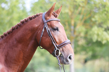  Headshot of a purebred horse against natural background at rural ranch on horse show summertime...