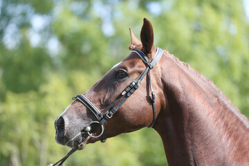  Headshot of a purebred horse against natural background at rural ranch on horse show summertime outddors