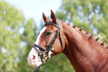  Headshot of a purebred horse against natural background at rural ranch on horse show summertime...