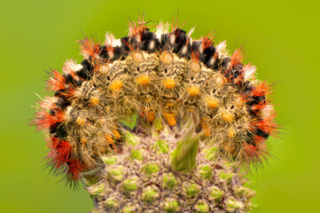 Macro shots, Beautiful nature scene. Close up beautiful caterpillar of butterfly 