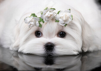 Maltese breed puppy  with a pink bow, beautiful white coat grooming