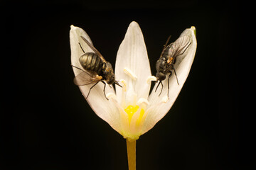 Macro shots, Beautiful nature scene. Closeup beautiful Housefly sitting on the flower in a summer garden.