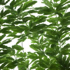 Plants In White Background "Generative AI"