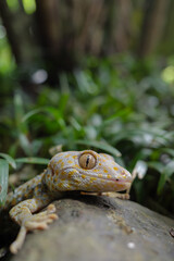 The gecko is a type of lizard from the Gekkonidae tribe