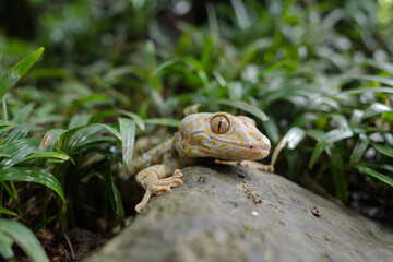 The gecko is a type of lizard from the Gekkonidae tribe