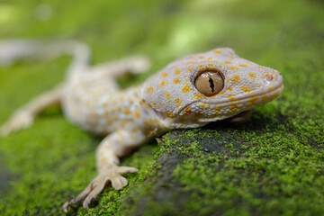 The gecko is a type of lizard from the Gekkonidae tribe
