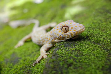 The gecko is a type of lizard from the Gekkonidae tribe
