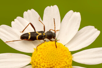 Close up  beautiful  insect in the garden