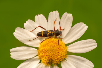 Close up  beautiful  insect in the garden