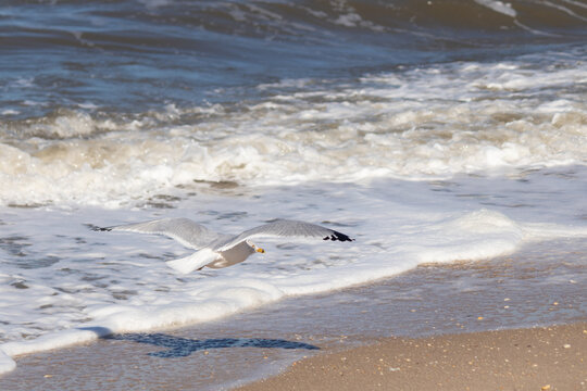 This pretty shorebird was flying through the air as I took this picture. The beautiful grey and white wings stretched out to soar. These seagulls are a typical trademark of the beach.