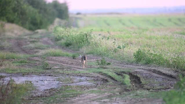Wild European Hare Lepus Europaeus. The animal sitting on the road and runs away.