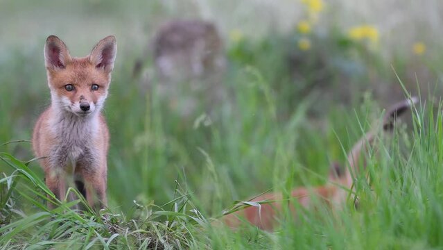Red Fox Young Pups are playing in the grass near the burrow. Vulpes vulpes.