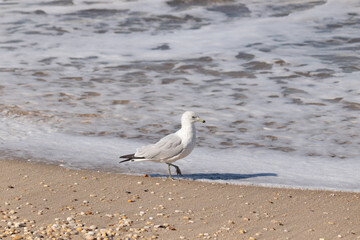 This pretty little seagull bird stood here by the water at the beach just posing the picture to be taken. I love the white and grey of the feathers and the look of attitude in his eyes.