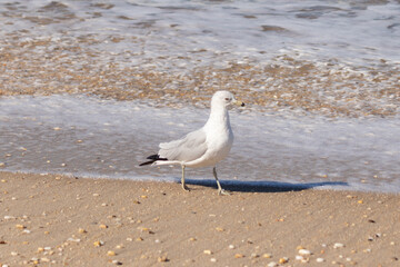 This pretty little seagull bird stood here by the water at the beach just posing the picture to be taken. I love the white and grey of the feathers and the look of attitude in his eyes.