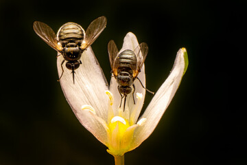 Macro shots, Beautiful nature scene. Closeup beautiful Housefly sitting on the flower in a summer garden.