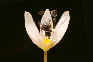 Macro shots, Beautiful nature scene. Closeup beautiful Housefly sitting on the flower in a summer garden.