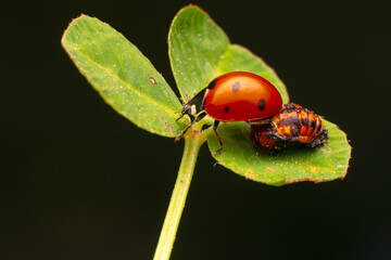 Macro shots, Beautiful nature scene.  Beautiful ladybug on leaf defocused background