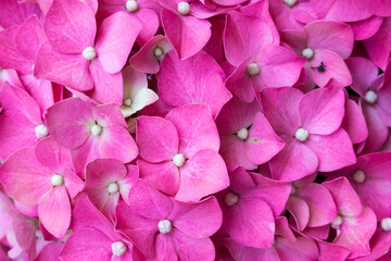 Hydrangea flowers in nature close-up. pink natural floral background