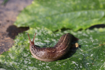 Brown slug on a zucchini leaf infected with powdery mildew garden pest insect with slime trail crawls on green leaf eyes out two antennas