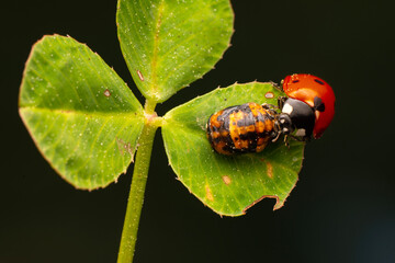 Macro shots, Beautiful nature scene.  Beautiful ladybug on leaf defocused background