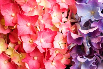 Hydrangea flowers in nature close-up. pink and lilac natural floral background