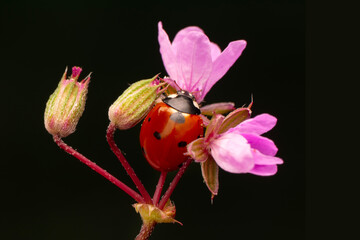 Macro shots, Beautiful nature scene.  Beautiful ladybug on leaf defocused background
