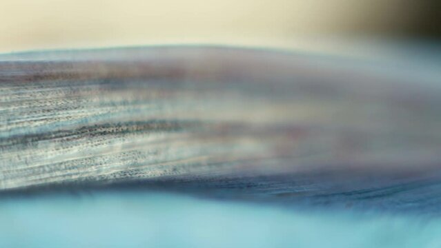 Ichthyology. Anatomy of fish. The Sabrefish (Pelecus cultratus) fin close-up
