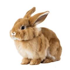 Naklejka premium rabbit, easter bunny, transparent background png
