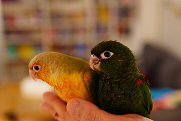 baby conure parrot