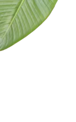 Gordijnen Cropped patterned leaf  © vectorfusionart