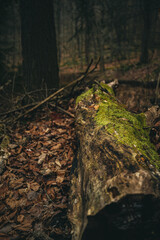 fallen tree in the forest