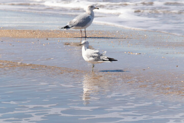 These beautiful seagulls sat here on the beach as I took their picture. I love the reflection in the water. Their pretty grey and white feathers and their long beaks.