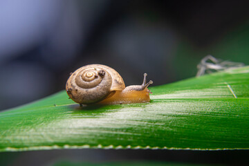 A snail is a shelled gastropod. The name is most often applied to land snails, terrestrial pulmonate gastropod molluscs. However, the common name snail is also used for most of the members of the moll - obrazy, fototapety, plakaty