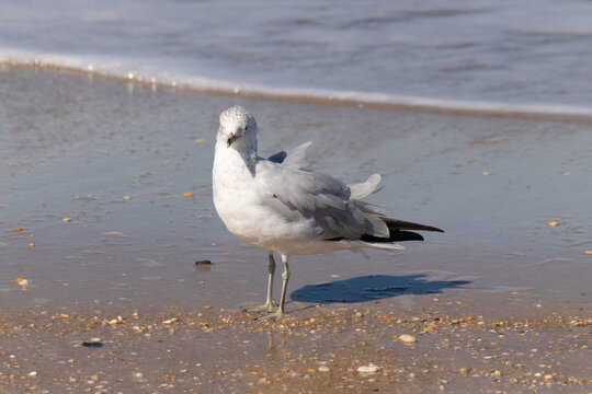 This pretty little seagull bird stood here by the water at the beach just posing the picture to be taken. I love the white and grey of the feathers and the look of attitude in his eyes.