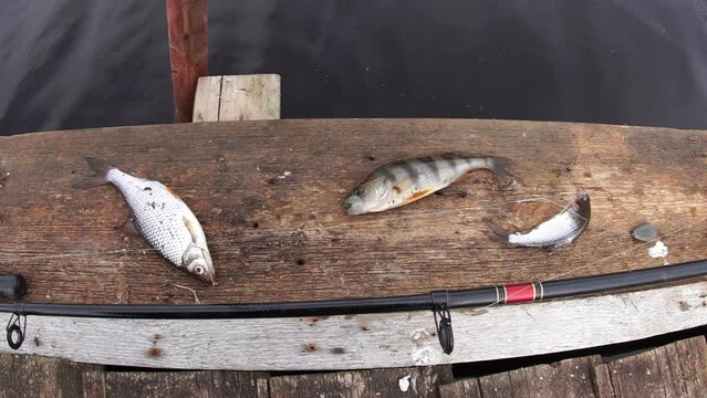 Predatory and peaceful fish caught on the same line (bottom fishing rig ) at the same time in a village stream, lie on a wooden pier. Fisheye lens, vertical video