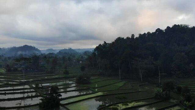 drone fly over misty rice field in the morning in Northern Bali
