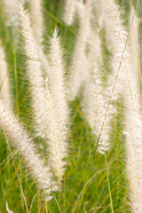 Fountain grass or pennisetum alopecuroides