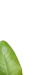 Gordijnen High angle view of textured green leaf  © vectorfusionart