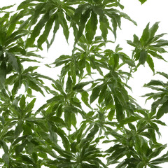 Plants In White Background "Generrative AI"