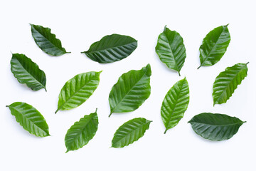 Fresh coffee leaves on white background.
